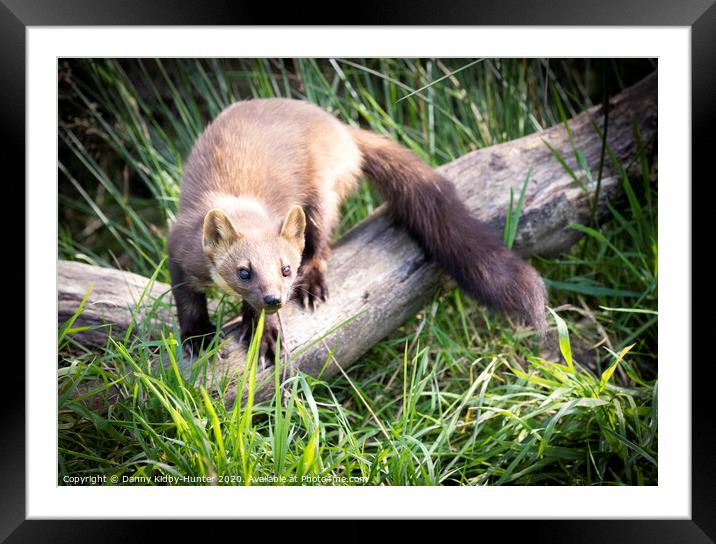 Pine Marten sitting on top of a grass covered field Framed Mounted Print by Danny Kidby-Hunter