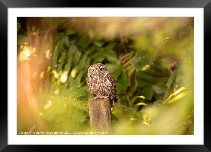 A little owl in autumn Framed Mounted Print by Danny Kidby-Hunter