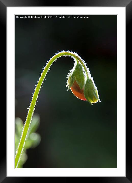  Backlit sweet pea in bud Framed Mounted Print by Graham Light