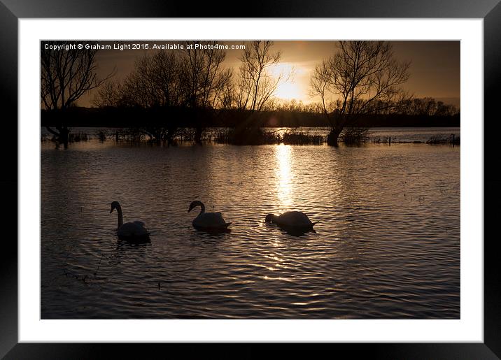  Swans on flooded meadow at sunset Framed Mounted Print by Graham Light