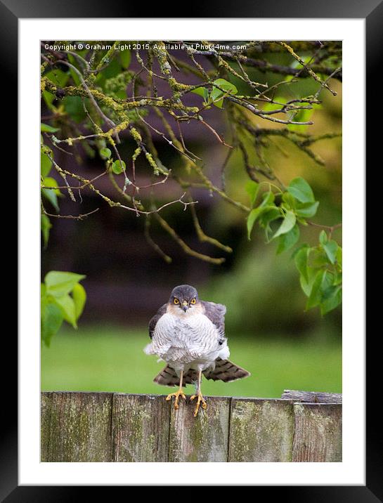  On the look out! Framed Mounted Print by Graham Light