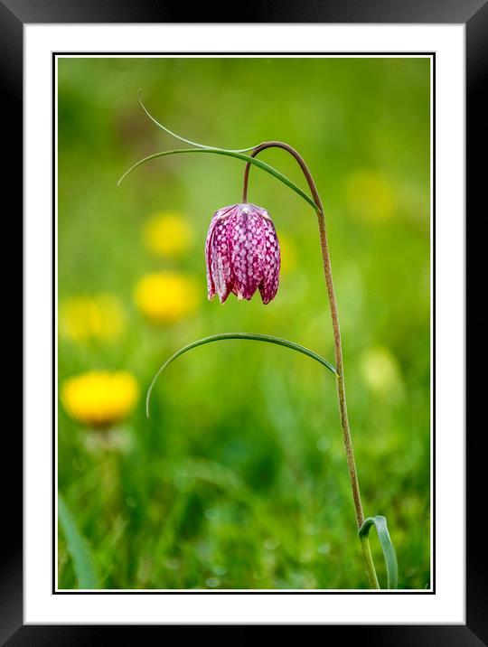 Fritillaria, North Meadow, Cricklade Framed Mounted Print by Graham Light