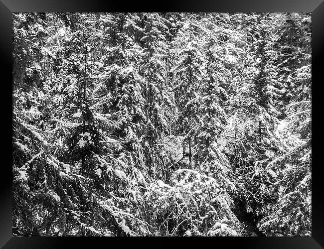  Snowy Pines Framed Print by Jim Moody