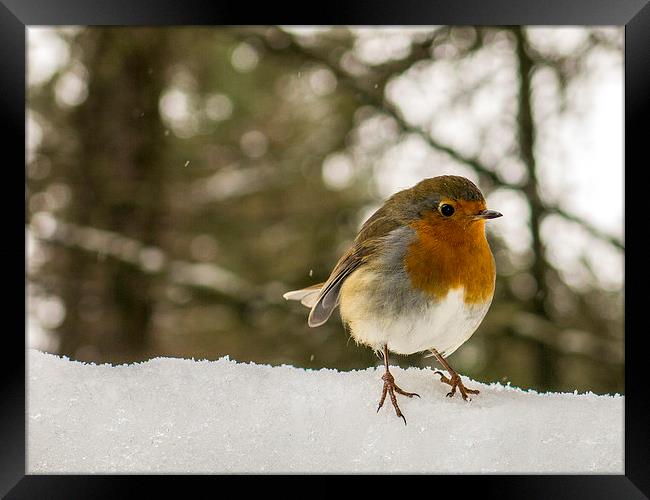  Robin in the snow Framed Print by Jim Moody