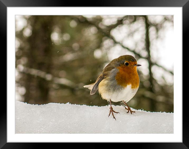  Robin in the snow Framed Mounted Print by Jim Moody
