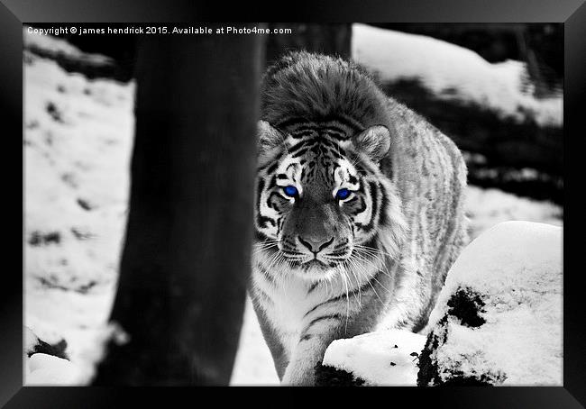 Tiger blue eyes Framed Print by james hendrick