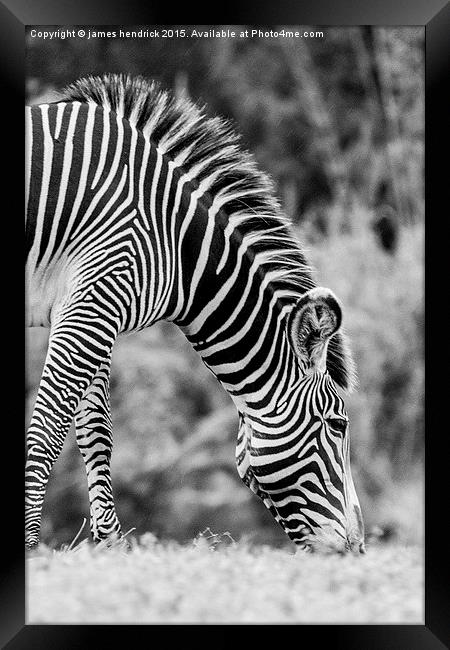 Grazing zebra Framed Print by james hendrick