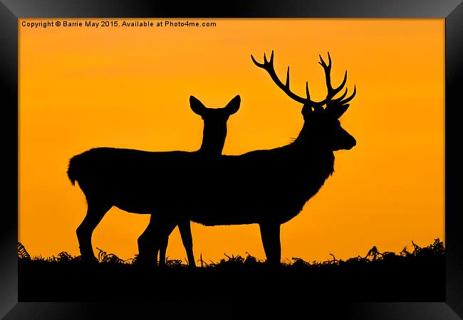  Red Deer at Sunset Framed Print by Barrie May