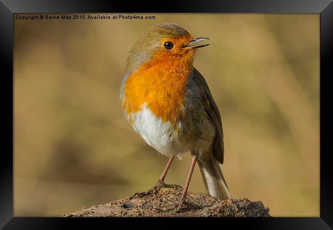 The Model Robin Framed Print by Barrie May