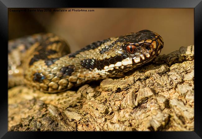 Adder Basking in the Sun Framed Print by Barrie May