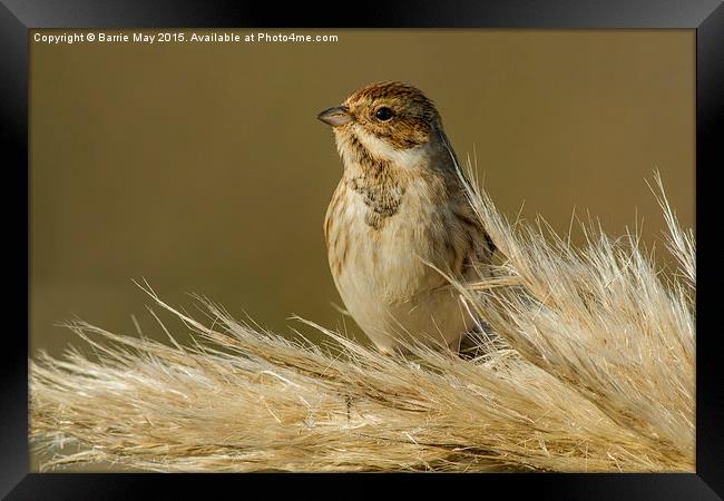 Reed Bunting on Pampas Framed Print by Barrie May