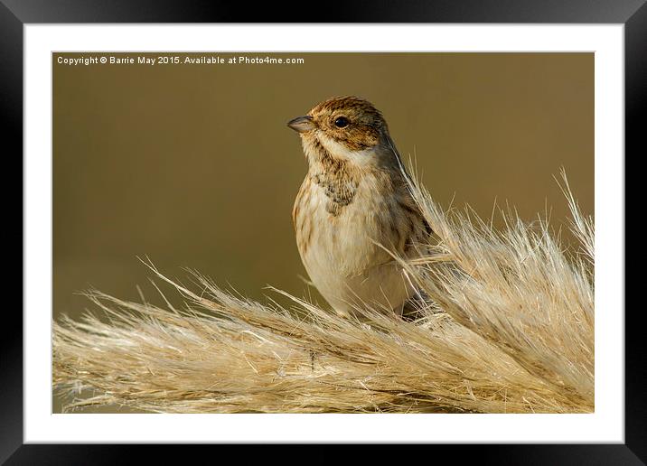 Reed Bunting on Pampas Framed Mounted Print by Barrie May