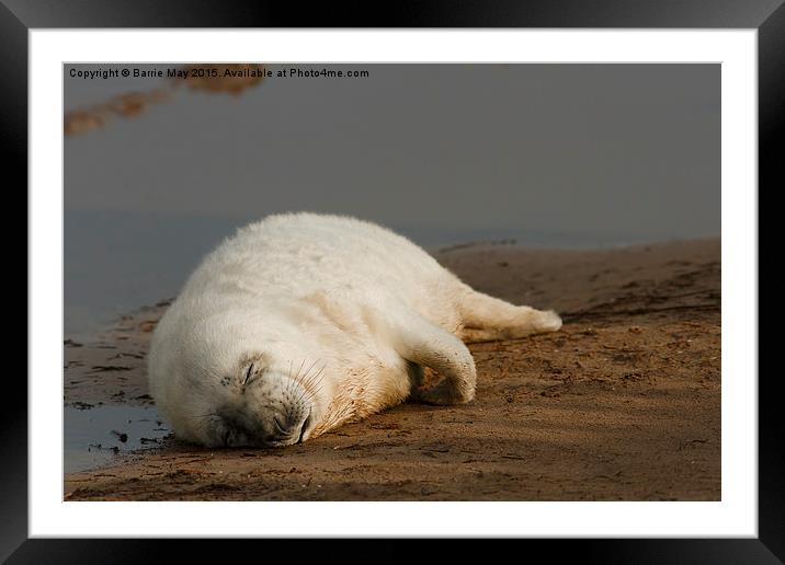 Sleeping Seal Pup, Donna Nook. Framed Mounted Print by Barrie May