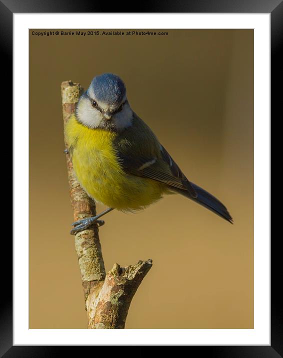 Blue Tit (Cyanistes caeruleus) Framed Mounted Print by Barrie May