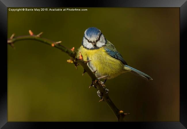 Blue Tit (Cyanistes caeruleus) Framed Print by Barrie May
