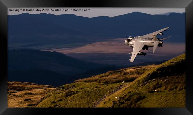  Harrier ZD433 Framed Print by Barrie May