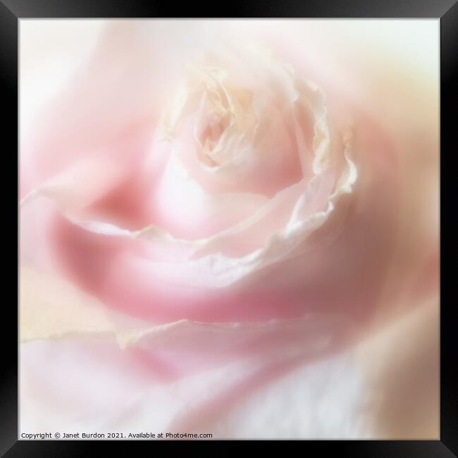 Rose Framed Print by Janet Burdon