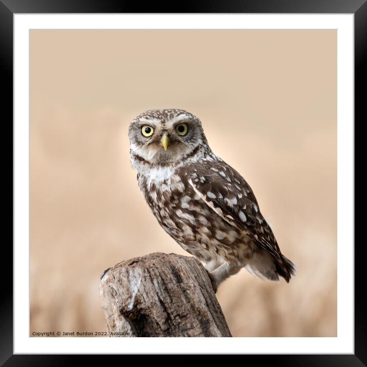 A Little Owl Hunting Framed Mounted Print by Janet Burdon