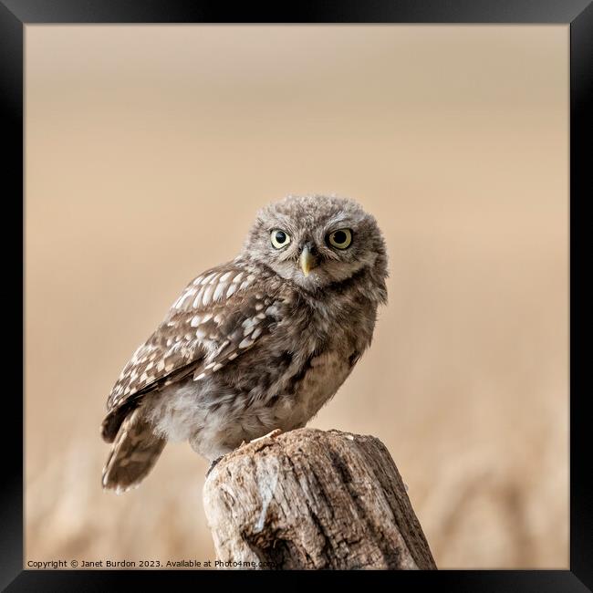 Little Owlet Framed Print by Janet Burdon
