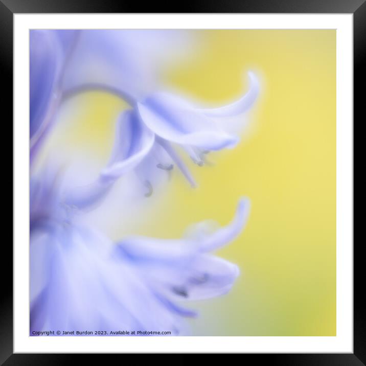 Bluebell Framed Mounted Print by Janet Burdon