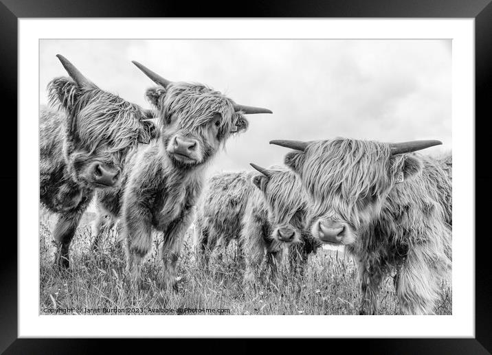 Highland cattle Framed Mounted Print by Janet Burdon