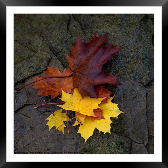 Autumn Leaves #4 Framed Mounted Print by Janet Burdon