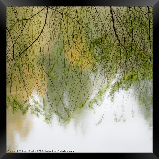 Autumn Veil Framed Print by Janet Burdon