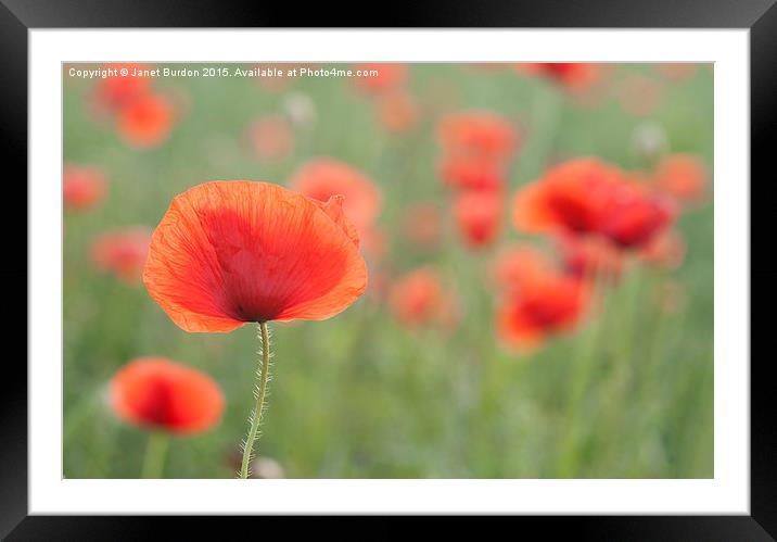 Summer Poppies Framed Mounted Print by Janet Burdon