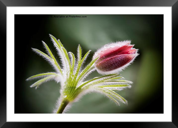 Pasque Flower Framed Mounted Print by Janet Burdon