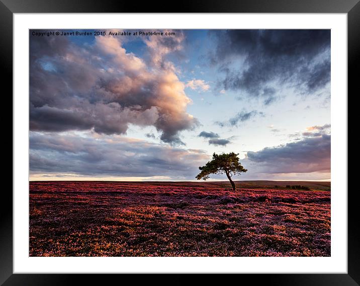 Lone Tree at Sunset Framed Mounted Print by Janet Burdon