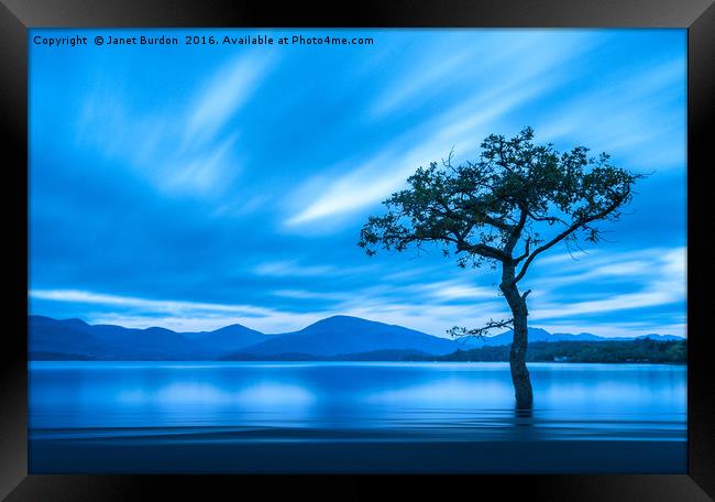 Lone Tree, Milarrochy Bay  Framed Print by Janet Burdon