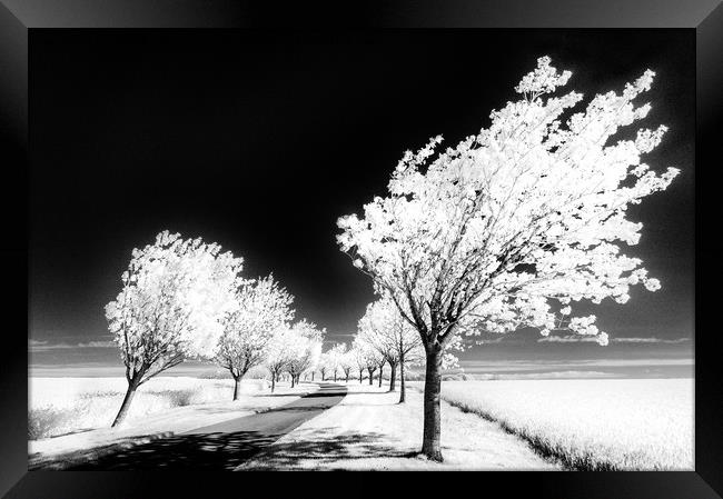 Cherry Tree Grove, Wolds Way Framed Print by Janet Burdon