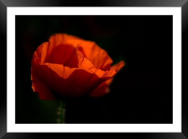 Poppy Framed Mounted Print by Janet Burdon