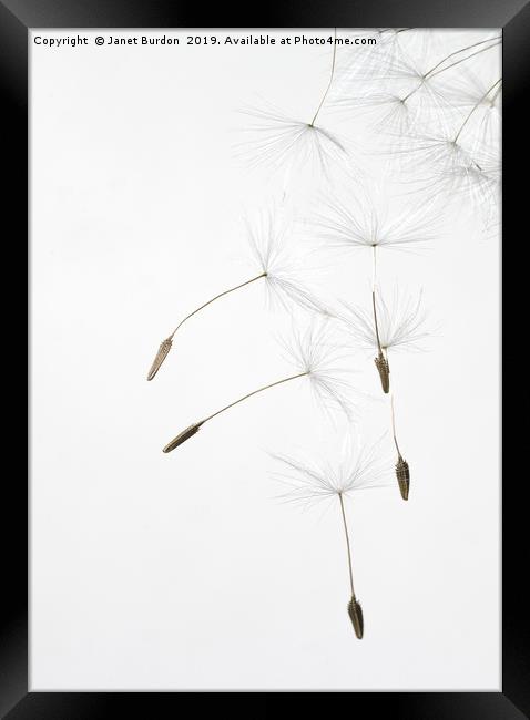 Dandelion Seeds Framed Print by Janet Burdon