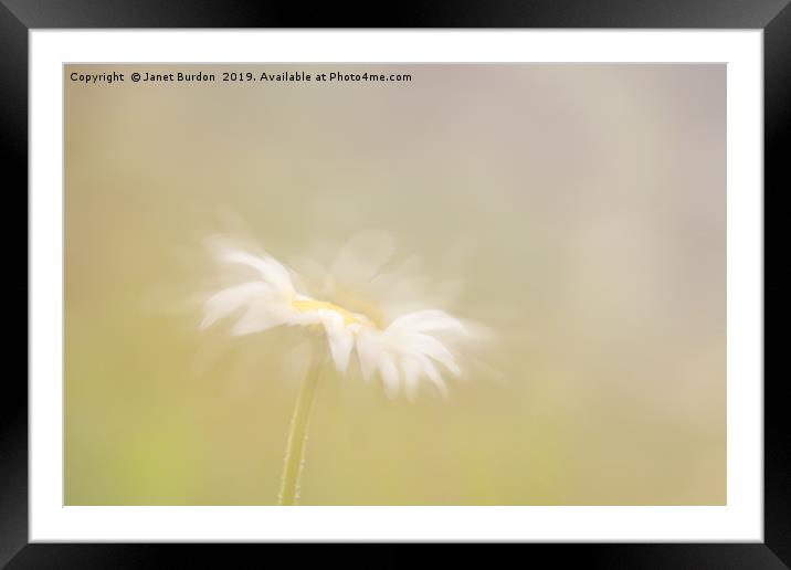 Oxeye Daisy Framed Mounted Print by Janet Burdon