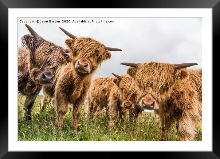 Highland Cattle Framed Mounted Print by Janet Burdon