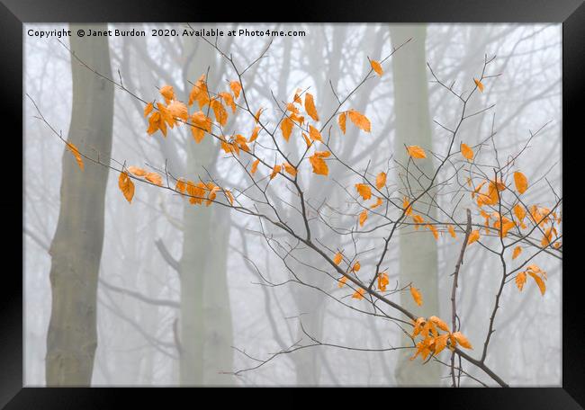 Misty Beech Wood Framed Print by Janet Burdon