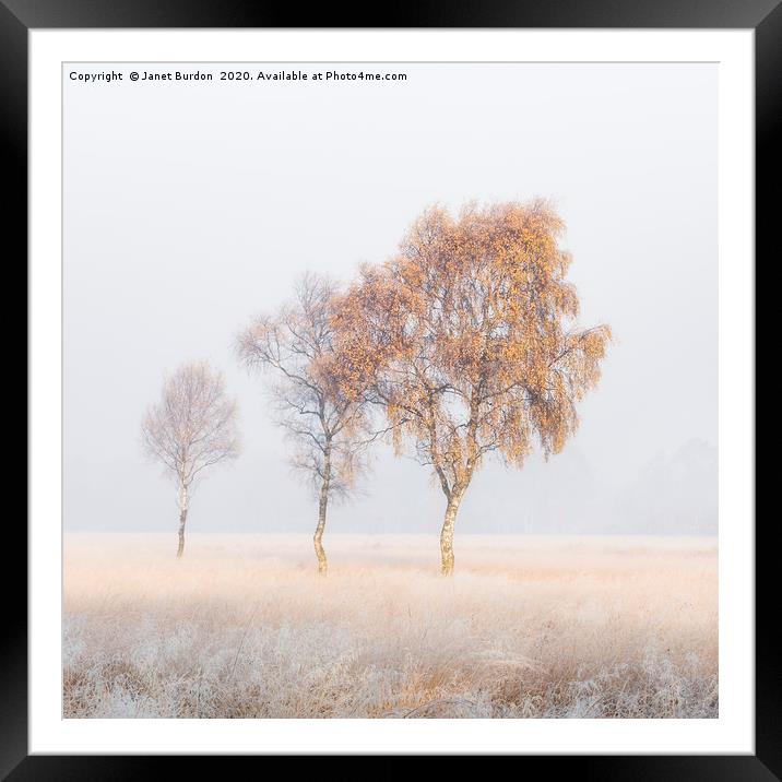 Frosted Birches Framed Mounted Print by Janet Burdon