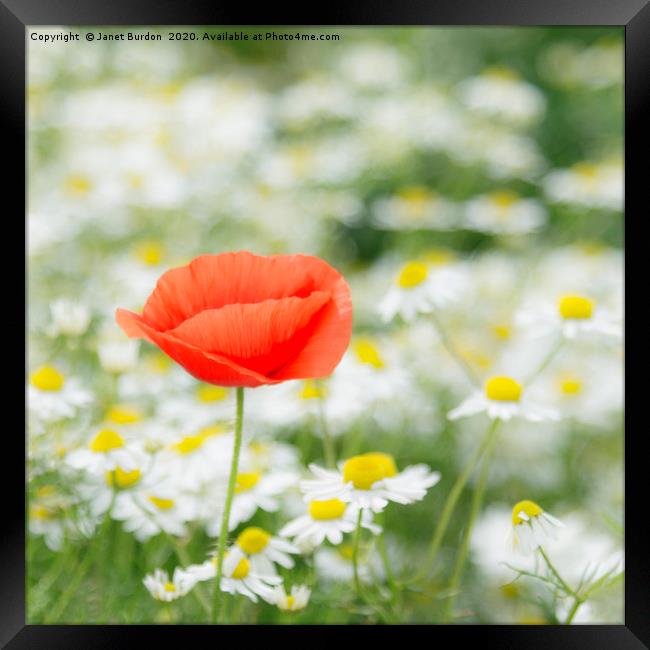 Poppies and Oxeye Daiseys Framed Print by Janet Burdon