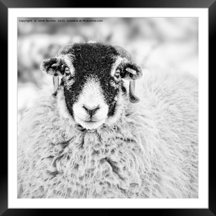 Swaledale Ewe #1 Framed Mounted Print by Janet Burdon