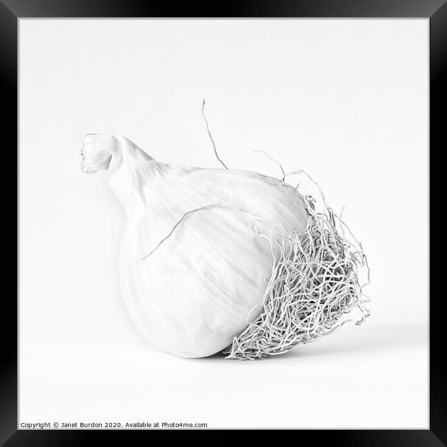 One bulb of Garlic Framed Print by Janet Burdon