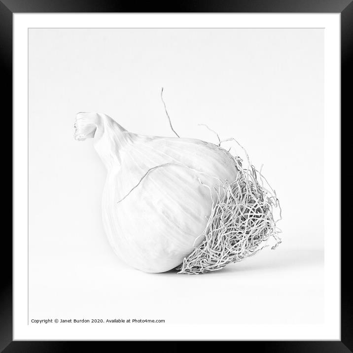 One bulb of Garlic Framed Mounted Print by Janet Burdon