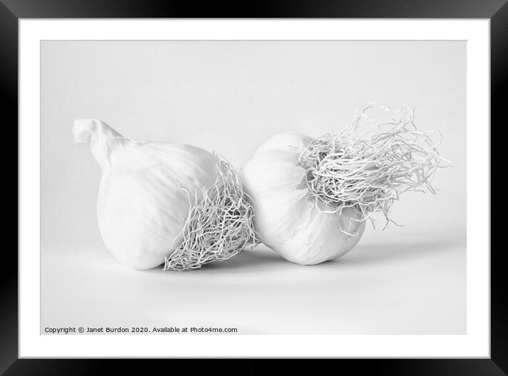 Garlic Framed Mounted Print by Janet Burdon