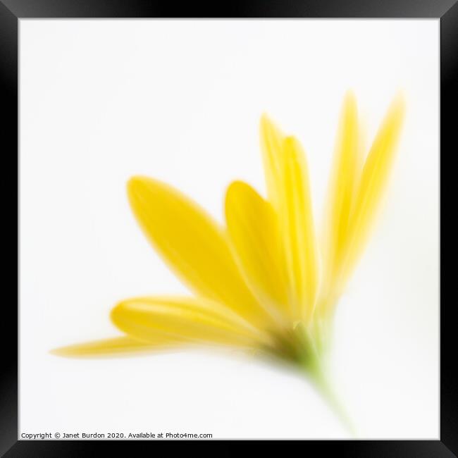 Yellow Osteospernum Framed Print by Janet Burdon