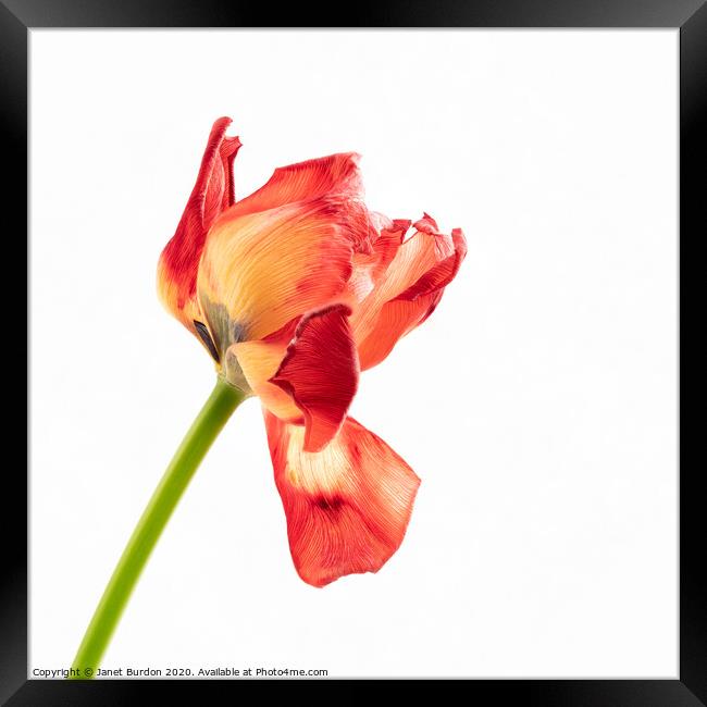 Red Tulip Framed Print by Janet Burdon