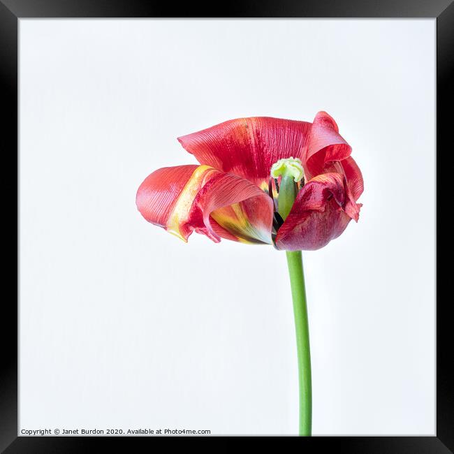 Red Tulip Study Framed Print by Janet Burdon