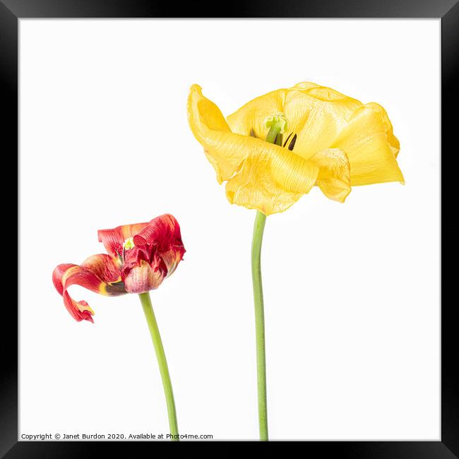 Red and Yellow Tulips Framed Print by Janet Burdon