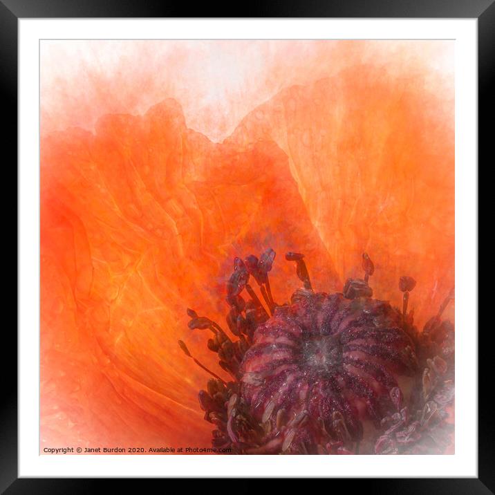 Poppy Abstract Framed Mounted Print by Janet Burdon