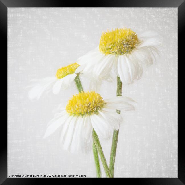 Ox-Eye Daisies Framed Print by Janet Burdon