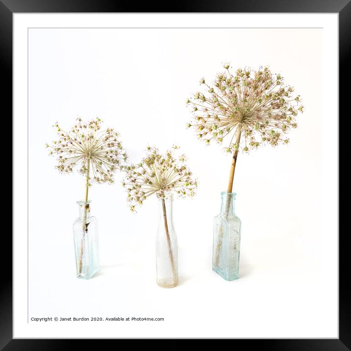 Three Allium Framed Mounted Print by Janet Burdon